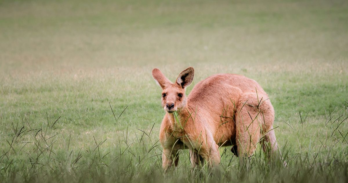 Australia Torbacze Kangury