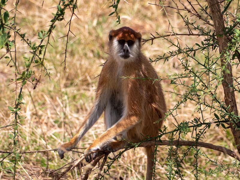 Uganda Kidepo Safari Shangrilatravel 45 - Uganda - Goryle, szympansy, parki narodowe i jezioro Wiktorii | Shangrila Travel