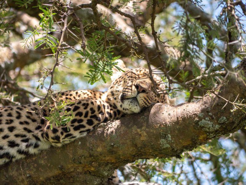 Tanzania Parki Narodowe Lampart - Safari w Afryce: Parki Narodowe Tanzanii - Zdjęcie 7