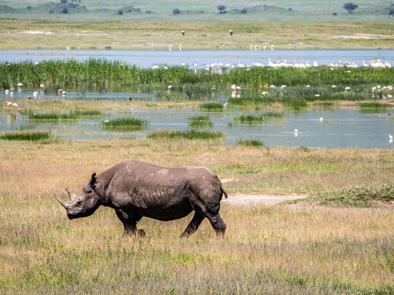 Tanzania Parki Narodowe Nosorożec - Safari w Afryce: Parki Narodowe Tanzanii - Zdjęcie 9