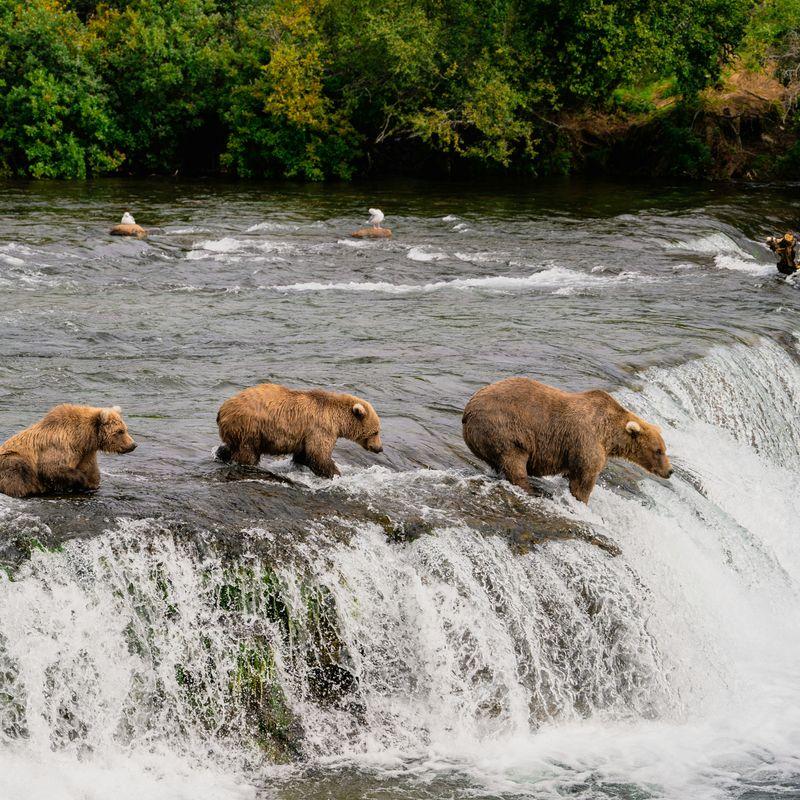 Lot na oglądanie niedźwiedzi brunatnych w Parku Narodowym Katmai