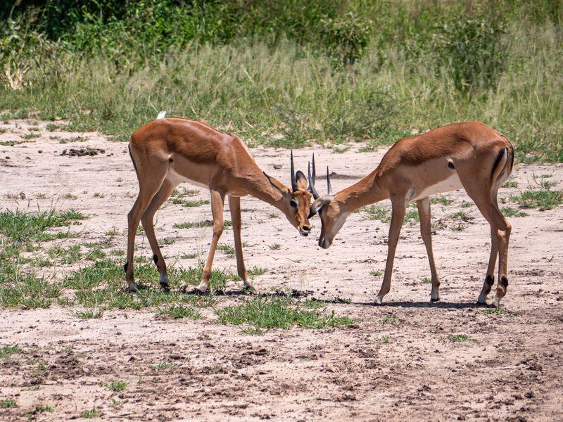 Tanzania Parki Narodowe Antylopy - Safari w Afryce: Parki Narodowe Tanzanii - Zdjęcie 1