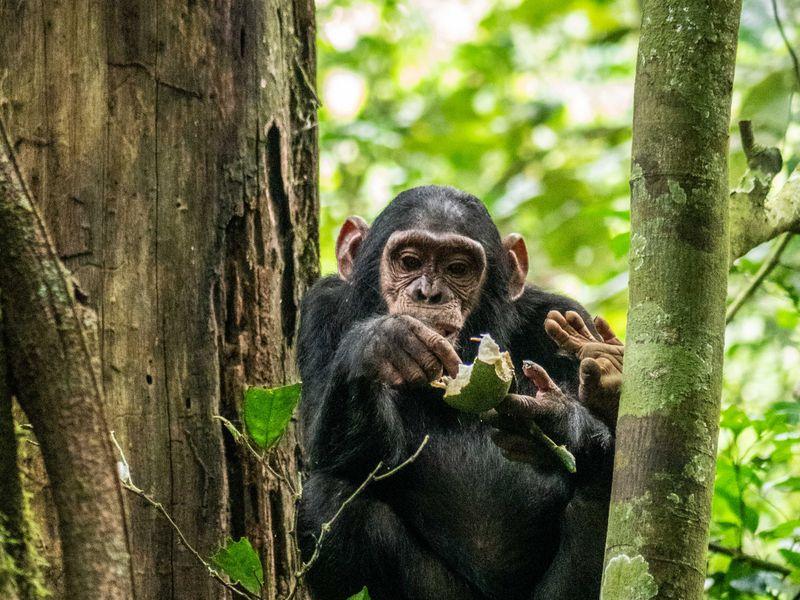 Uganda Szympansy Kibale Shangrilatravel 4 - Uganda - Goryle, szympansy, parki narodowe i jezioro Wiktorii | Shangrila Travel