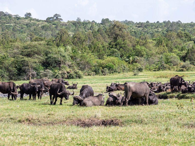 Tanzania Parki Narodowe Bawoły - Safari w Afryce: Parki Narodowe Tanzanii - Zdjęcie 2