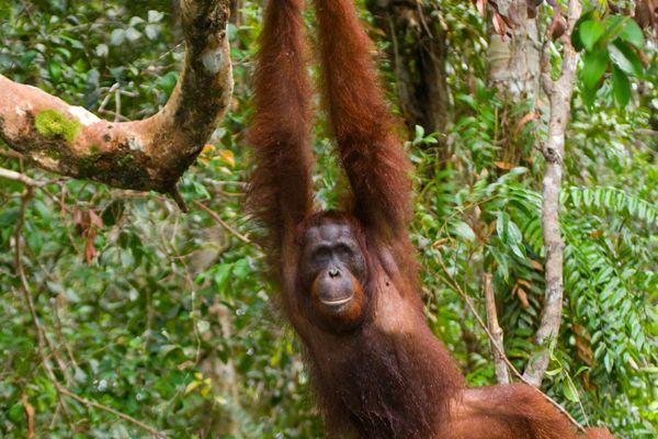 Spotkaj się z orangutanami na Borneo