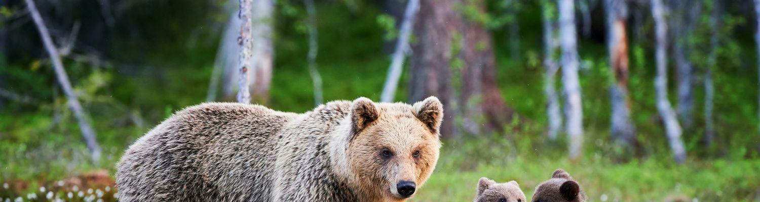  Tropem niedźwiedzi brunatnych i kodiak