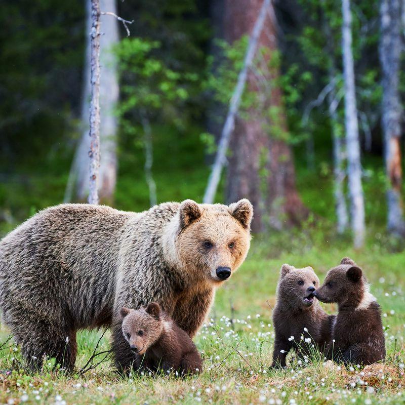  Tropem niedźwiedzi brunatnych i kodiak