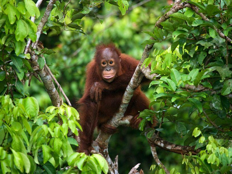 Wycieczka Indoenzja Celebes Borneo Raja Ampat Orangutany (1) - Borneo, Celebes i Raja Ampat - Indonezja: orangutany, lokalne tradycje i rajskie wyspy | Shangrila Travel