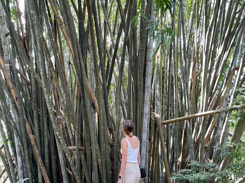 Wycieczka Sri Lanka Ogrod Botaniczny Bambus - Sri Lanka - Buddyjskie świątynie, cejlońska herbata i słonie | Shangrila Travel
