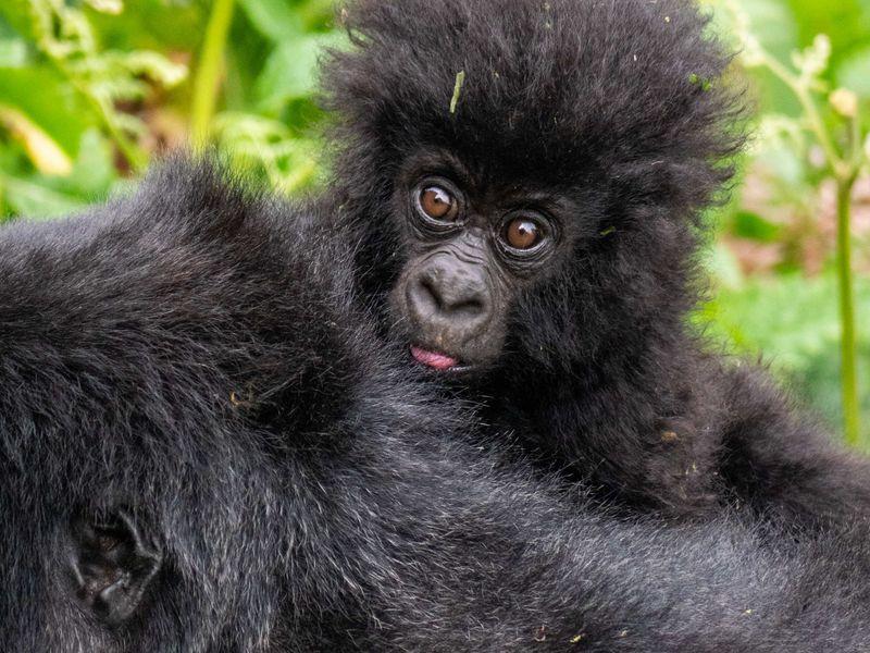 Uganda Goryle Safari Shangrilatravel 31 - Uganda - Goryle, szympansy, parki narodowe i jezioro Wiktorii | Shangrila Travel