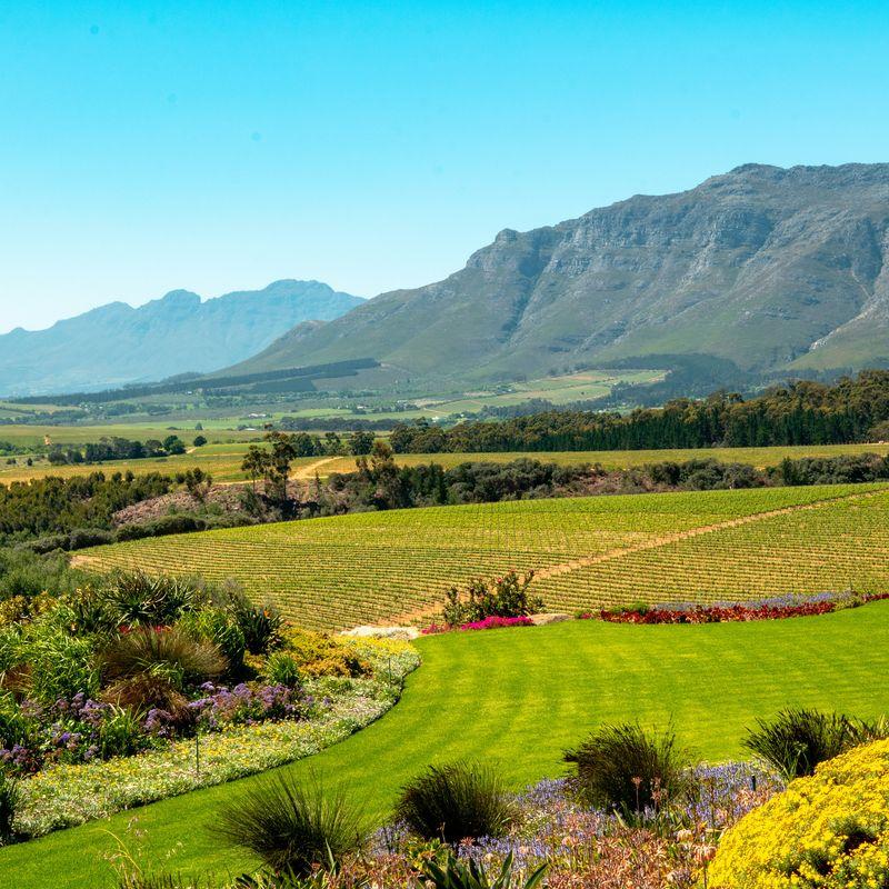 Wino w RPA: jak to się zaczęło i czy warto je spróbować?