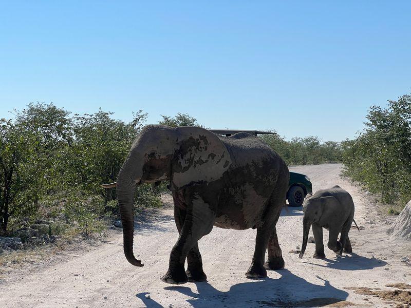 Wycieczka Namibia Safari Etosha Slonie - Namibia - Pustynia Namib, rdzenne plemiona i dzikie zwierzęta | Shangrila Travel