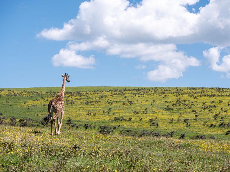 Tanzania Serengeti Shangrilatravel 1 - Tanzania z Zanzibarem - Kultura Masajów i niesamowite safari w 4 parkach narodowych | Shangrila Travel