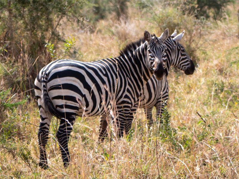 Uganda Kidepo Safari Shangrilatravel 48 - Uganda - Goryle, szympansy, parki narodowe i jezioro Wiktorii | Shangrila Travel