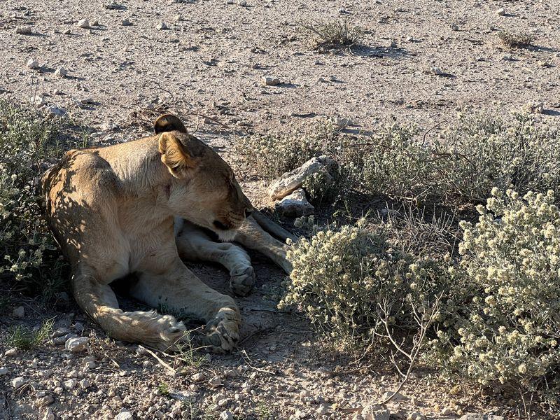 Wycieczka Namibia Safari Etosha Lwica - Namibia - Pustynia Namib, rdzenne plemiona i dzikie zwierzęta | Shangrila Travel