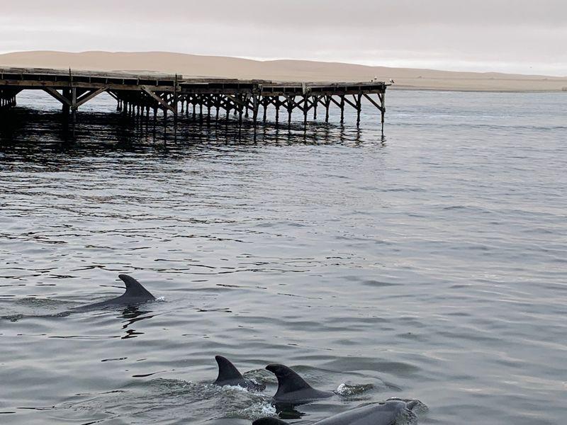 Wycieczka Namibia Walvis Bay Delfiny - Namibia - Pustynia Namib, rdzenne plemiona i dzikie zwierzęta | Shangrila Travel