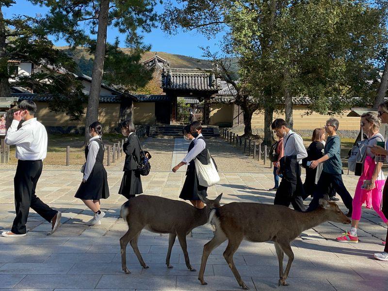 Wycieczka Japonia Nara Jelenie - Japonia z Okinawą - Nowoczesność i tradycja - Tokio, Kioto, Fuji i Hiroshima | Shangrila Travel