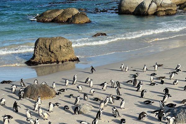 Spotkaj pingwiny z Boulders Beach