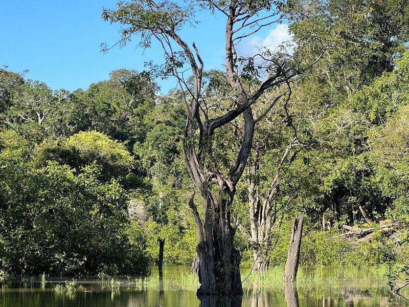 Wycieczka Brazylia Amazonia Drzewo - Brazylia - Karnawał w Rio, dżungla w Amazonii i Wodospady Iguazu | Shangrila Travel