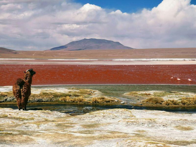 Wycieczka Boliwia Laguna Colorada - Peru i Boliwia - Imperium Inków w Machu Picchu, Góry Tęczowe i solnisko Salar de Uyuni | Shangrila Travel
