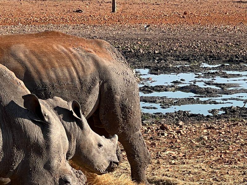 Wycieczka Namibia Maly Nosorozec - Namibia - Pustynia Namib, rdzenne plemiona i dzikie zwierzęta | Shangrila Travel