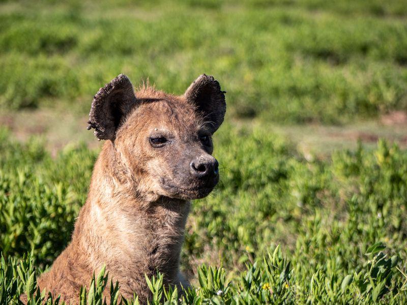 Tanzania Parki Narodowe Hiena - Safari w Afryce: Parki Narodowe Tanzanii - Zdjęcie 5