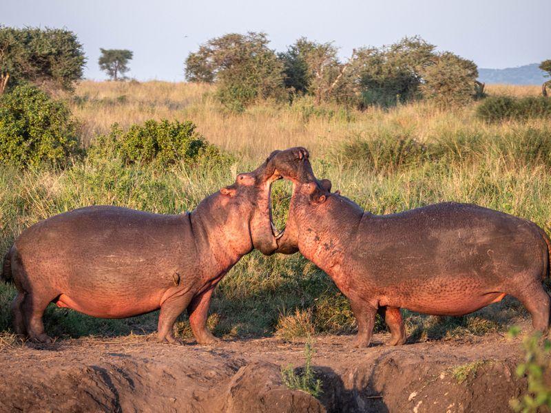 Tanzania Parki Narodowe Hipopotamy - Safari w Afryce: Parki Narodowe Tanzanii - Zdjęcie 6