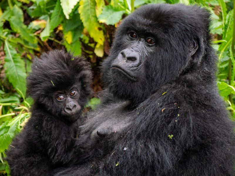 Uganda - Goryle, szympansy, parki narodowe i jezioro Wiktorii Shangrila Travel
