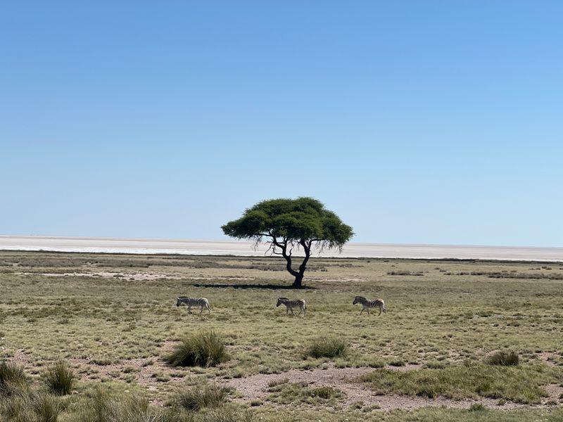 Wycieczka Namibia Safari Etosha Drzewo - Namibia - Pustynia Namib, rdzenne plemiona i dzikie zwierzęta | Shangrila Travel