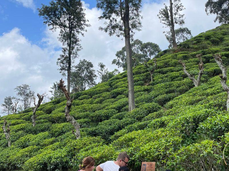 Wycieczka Sri Lanka Ella Wzgorze - Sri Lanka - Buddyjskie świątynie, cejlońska herbata i słonie | Shangrila Travel
