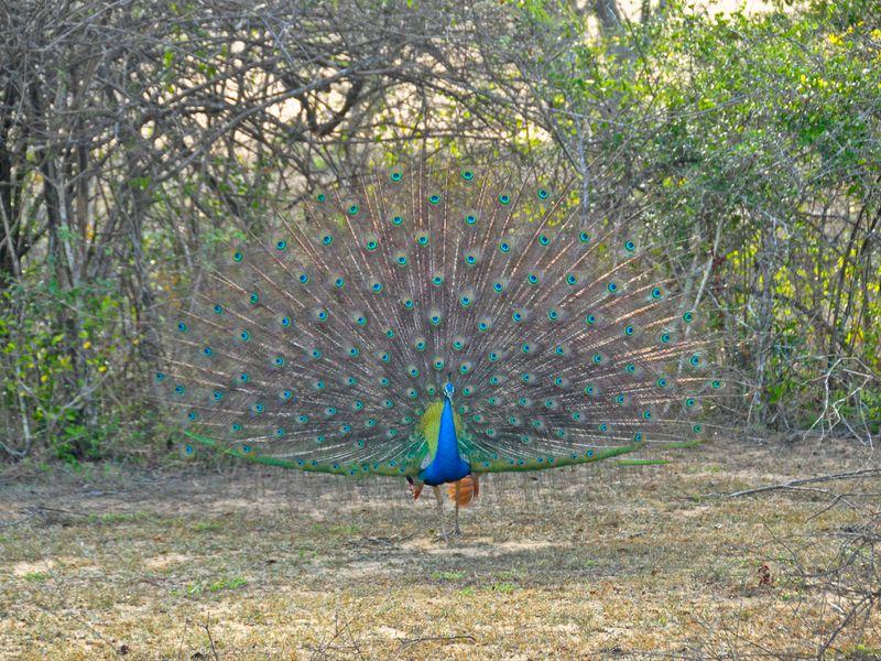 Wycieczka Sri Lanka Yala Paw - Safari w Azji: Park Narodowy Yala - Zdjęcie 5