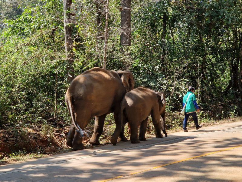Wycieczka Tajlandia Słonie - Tajlandia - Tętniący życiem Bangkok, świątynie w Chiang Mai i rajskie wyspy | Shangrila Travel