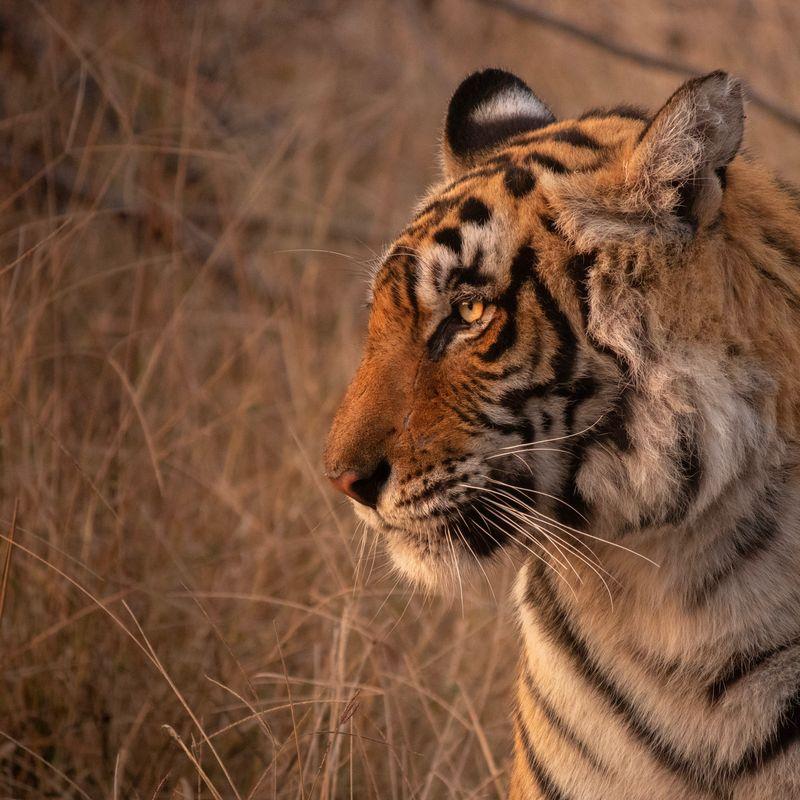 Safari w Azji: Park Narodowy Ranthambore w Indiach