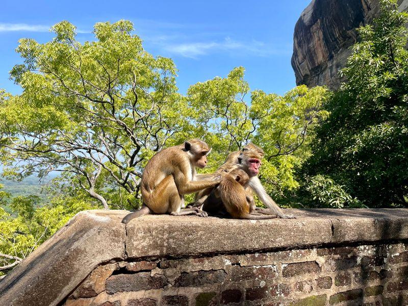 Wycieczka Sri Lanka Malpki - Sri Lanka - Buddyjskie świątynie, cejlońska herbata i słonie | Shangrila Travel