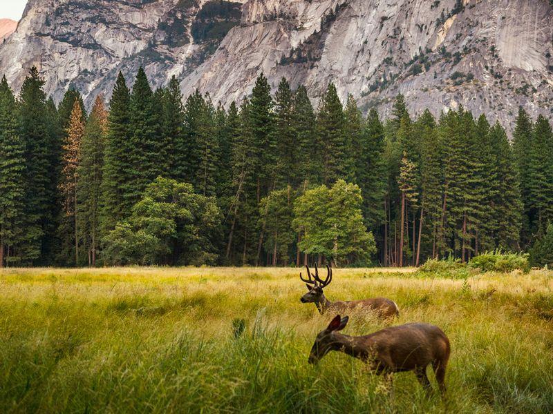 Wycieczka Usa Zachód Park Narodowe Yosemite (1) - USA Zachód - Droga 66, Las Vegas, Wielki Kanion i Kalifornia | Shangrila Travel