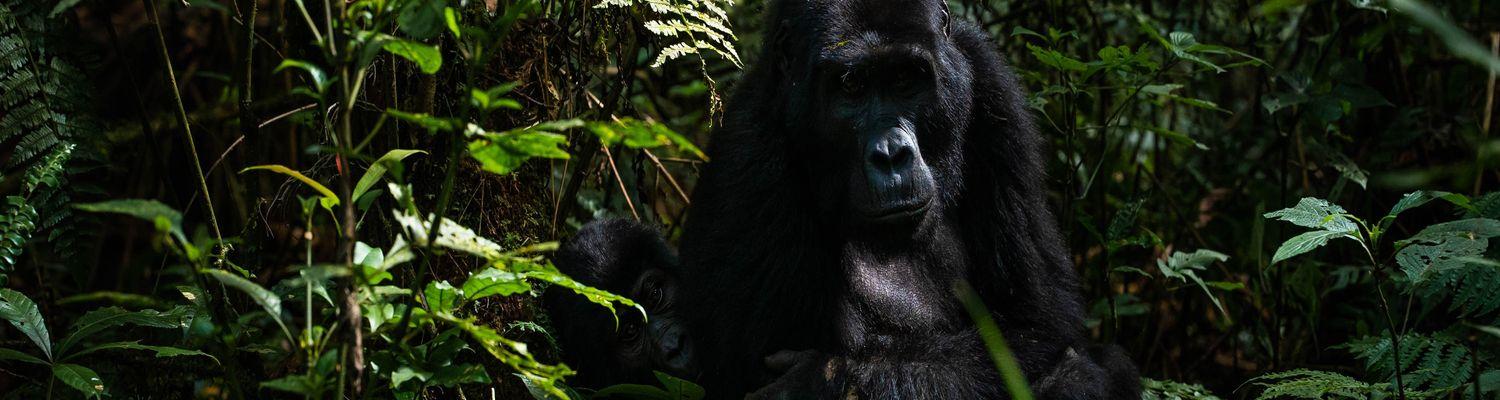 Uganda: wizyta w Parku Narodowym Bwindi oraz spotkanie z gorylami