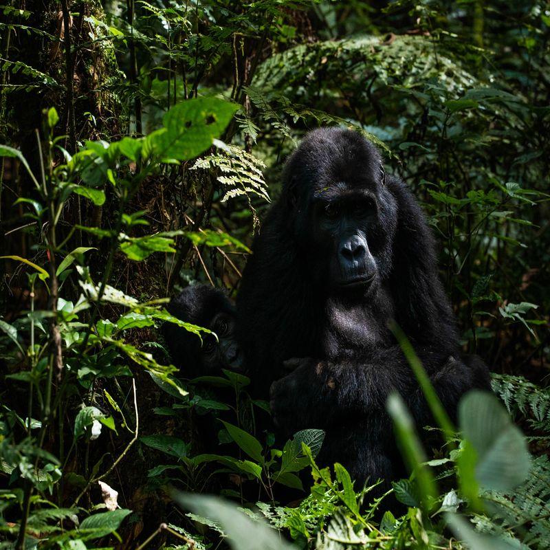 Uganda: wizyta w Parku Narodowym Bwindi oraz spotkanie z gorylami