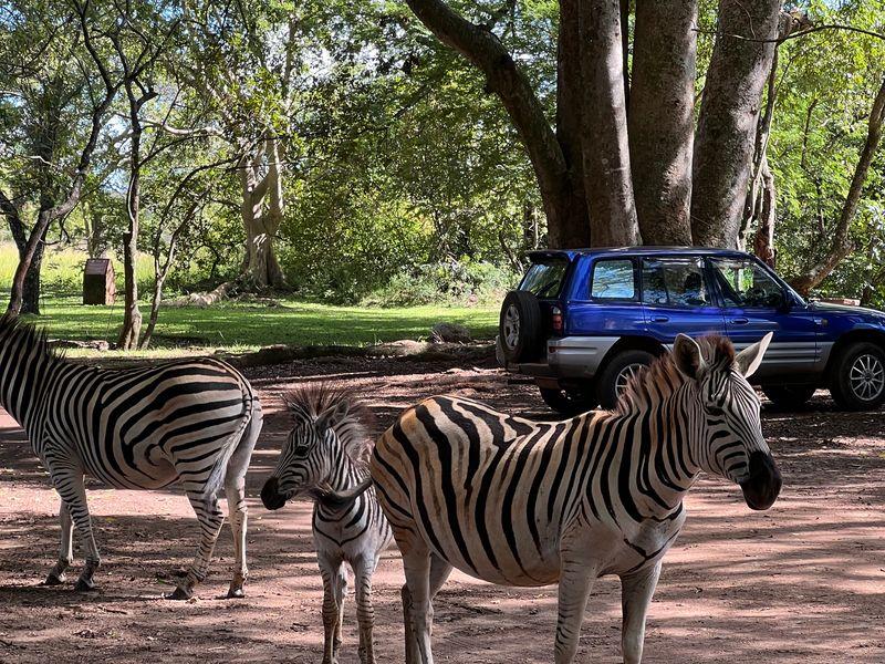 Wycieczka Rpa Lesotho Eswatini Zebra - RPA, Eswatini i Lesotho - Safari, winnice i niesamowity Kapsztad + Wodospady Wiktorii | Shangrila Travel