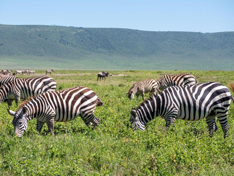 Tanzania Parki Narodowe Zebry - Safari w Afryce: Parki Narodowe Tanzanii - Zdjęcie 11