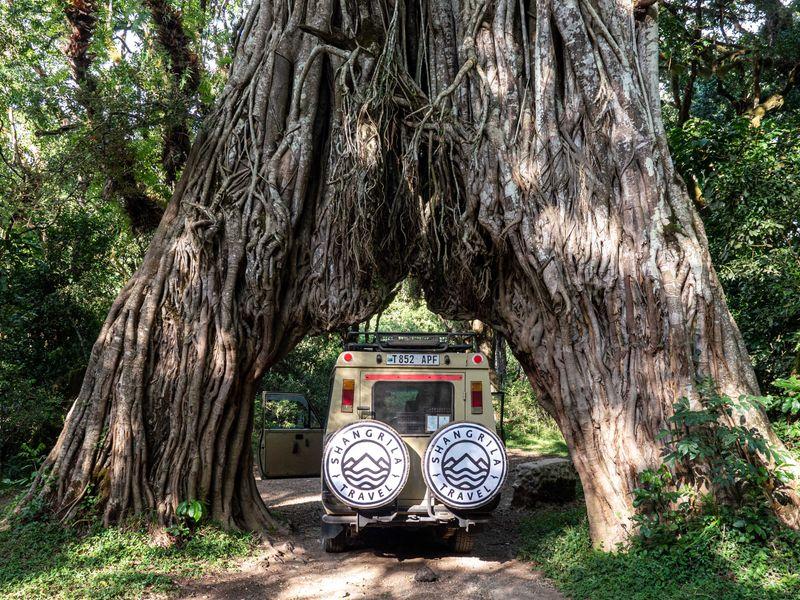 Tanzania Parki Narodowe Safari - Safari w Afryce: Parki Narodowe Tanzanii - Zdjęcie 10