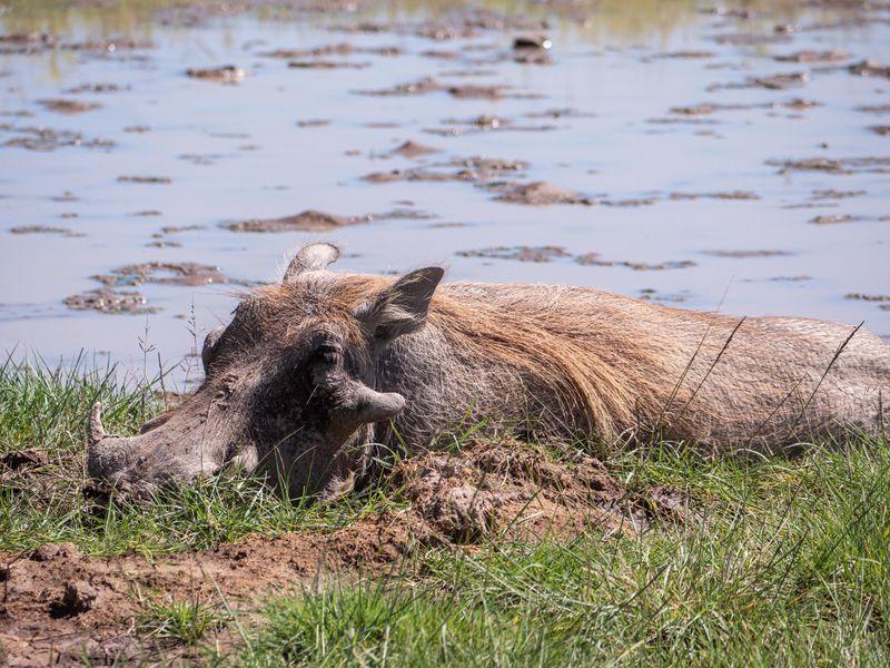 Tanzania Parki Narodowe Gnu - Safari w Afryce: Parki Narodowe Tanzanii - Zdjęcie 4