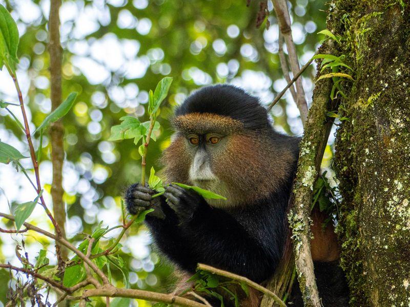 Afryka Uganda Koczkodany Shangrilatravel 4 - Uganda - Goryle, szympansy, parki narodowe i jezioro Wiktorii | Shangrila Travel