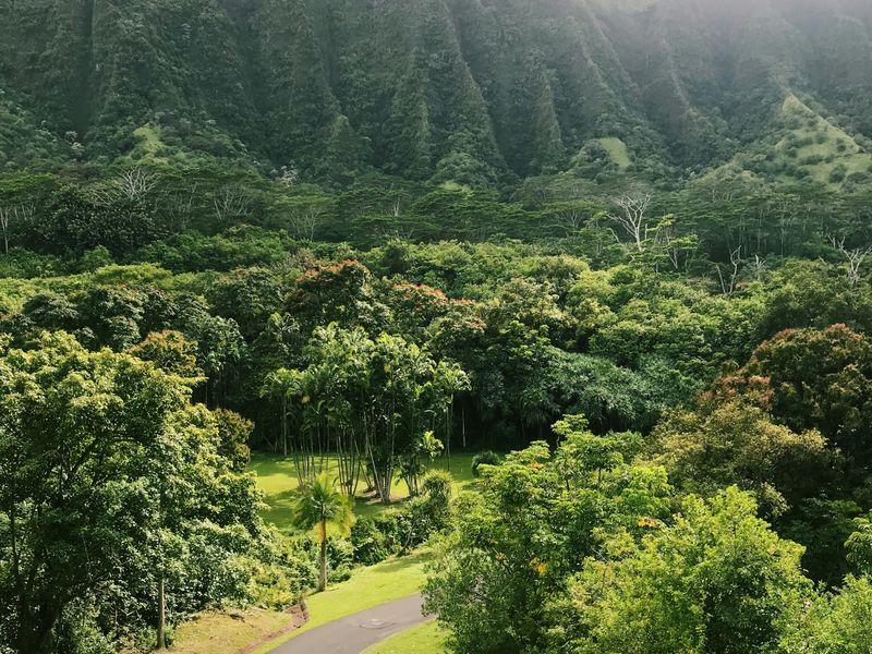 Wycieczka Hawaje Kauai (4) - Hawaje - Maui, Oahu, Kawai i Hawaii - 4 różnorodne wyspy USA | Shangrila Travel