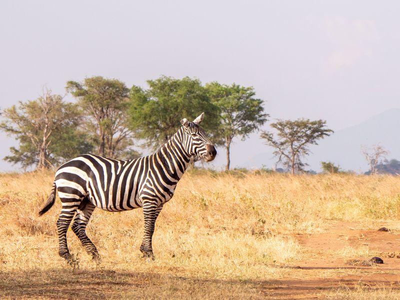 Wycieczka Uganda Safari Zebra - Safari w Afryce: Parki Narodowe Ugandy - Zdjęcie 1