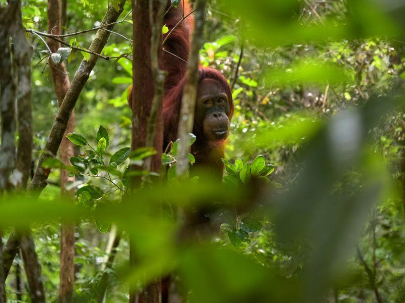 Wycieczka Indoenzja Celebes Borneo Raja Ampat Orangutany (2) - Borneo, Celebes i Raja Ampat - Indonezja: orangutany, lokalne tradycje i rajskie wyspy | Shangrila Travel