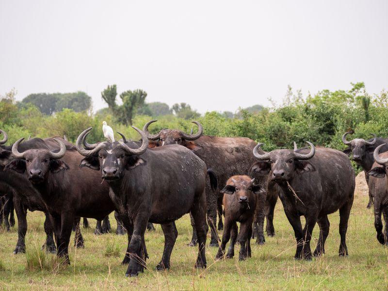 Wycieczka Uganda Safari Bawół Afrykański - Safari w Afryce: Parki Narodowe Ugandy - Zdjęcie 7