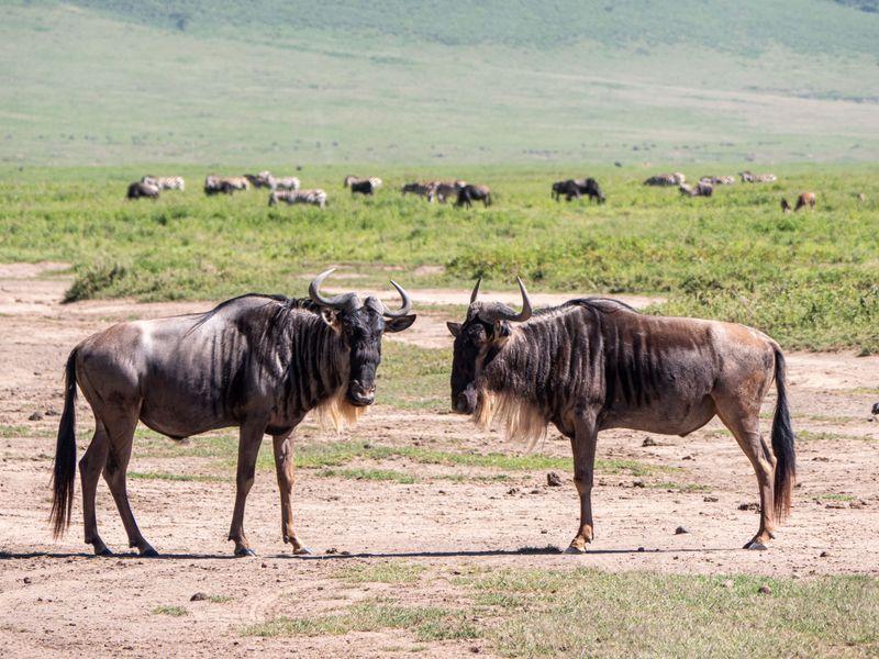 Tanzania Ngorongoro Shangrilatravel 3 - Tanzania z Zanzibarem - Kultura Masajów i niesamowite safari w 4 parkach narodowych | Shangrila Travel