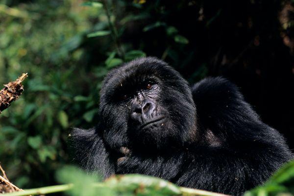 Podglądaj goryle górskie w ich naturalnym środowisku
