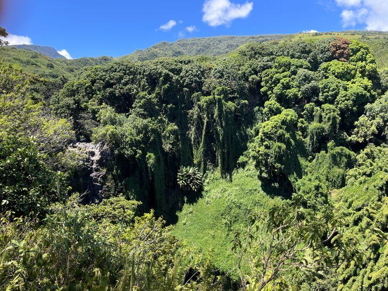 Wycieczka Hawaje Zielona Dżungla (1) - Hawaje - Maui, Oahu, Kawai i Hawaii - 4 różnorodne wyspy USA | Shangrila Travel