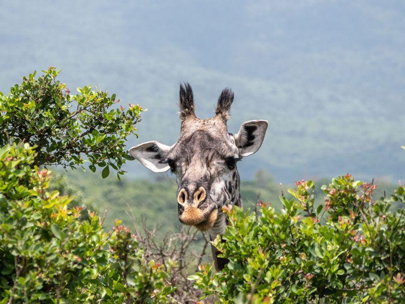 Wycieczka Tanzania Parki Narodowe Zebra - Safari w Afryce: Parki Narodowe Tanzanii - Zdjęcie 12